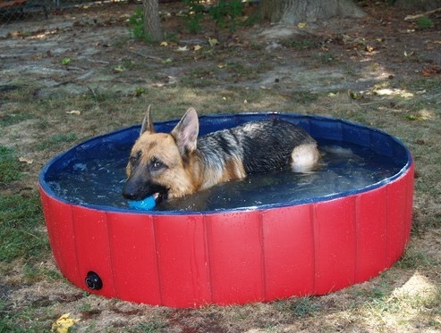 Pvc Portable Pet Bath Tub Inflatable , Dog Bathing Tub